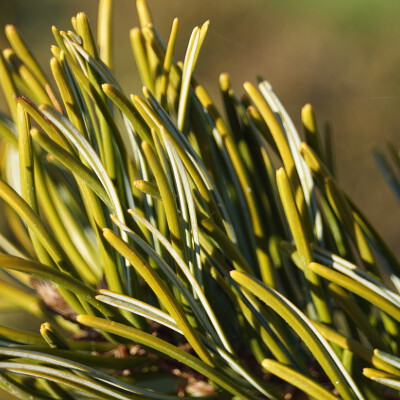 Pinus parviflora 'Aoi'